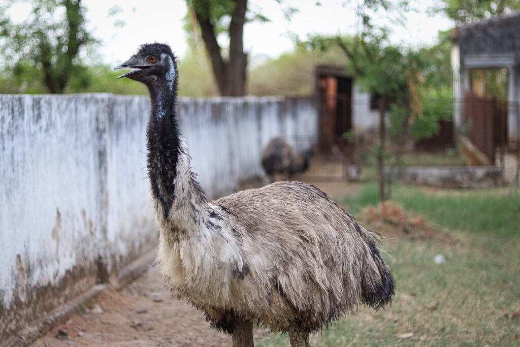 biggest bird