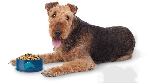 Best Dog Foods For Small Dogs