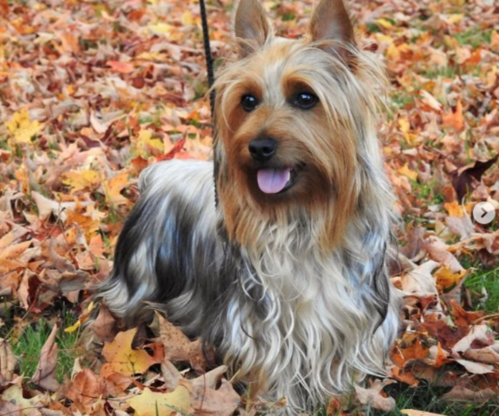 Silky Terrier