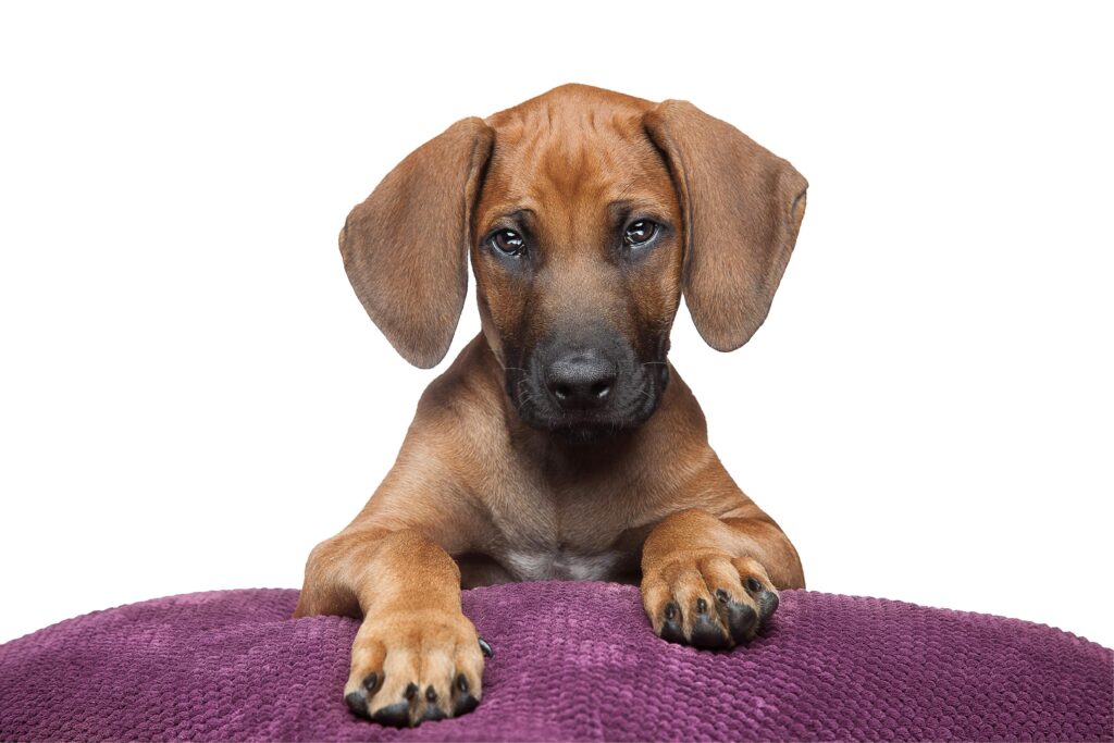  Rhodesian  Ridgeback