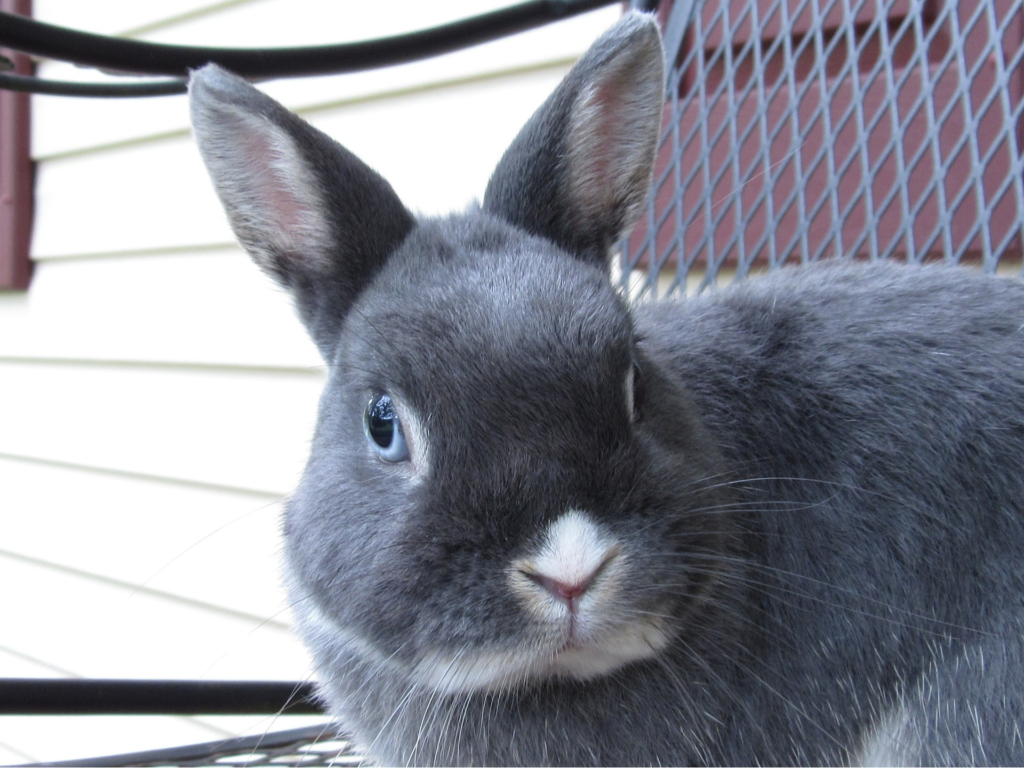 Netherland Dwarf rabbits