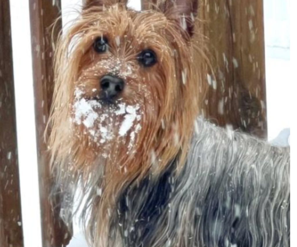 Silky Terrier