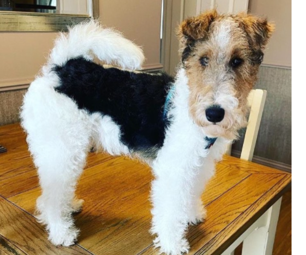 Wire Fox Terrier