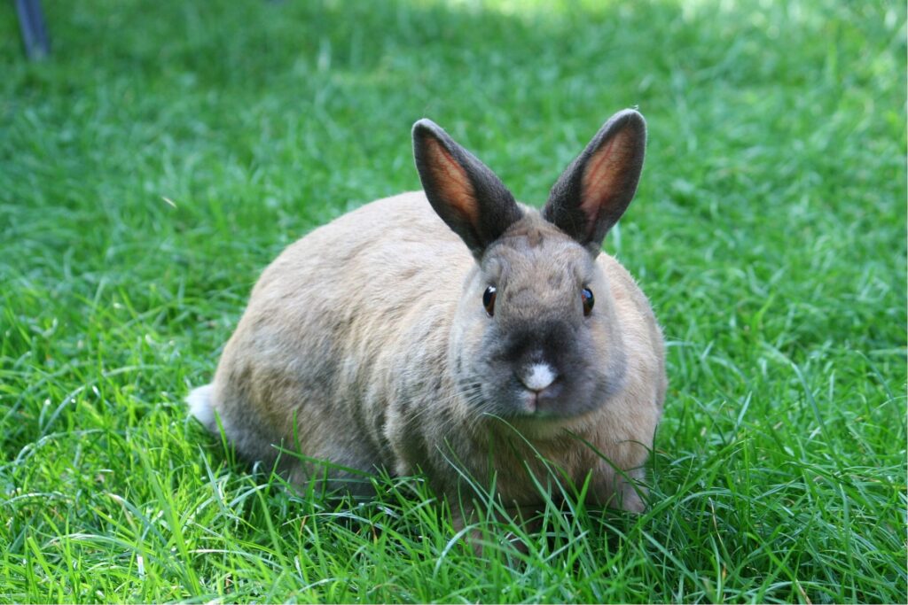 Netherlands dwarf rabbits