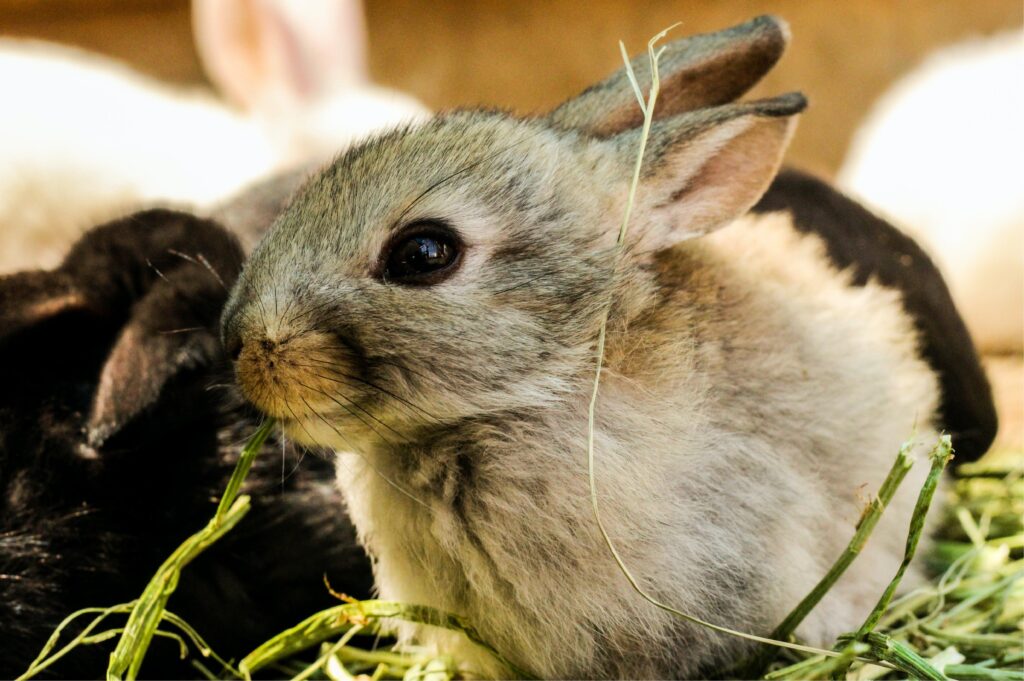 Netherland Dwarf rabbits