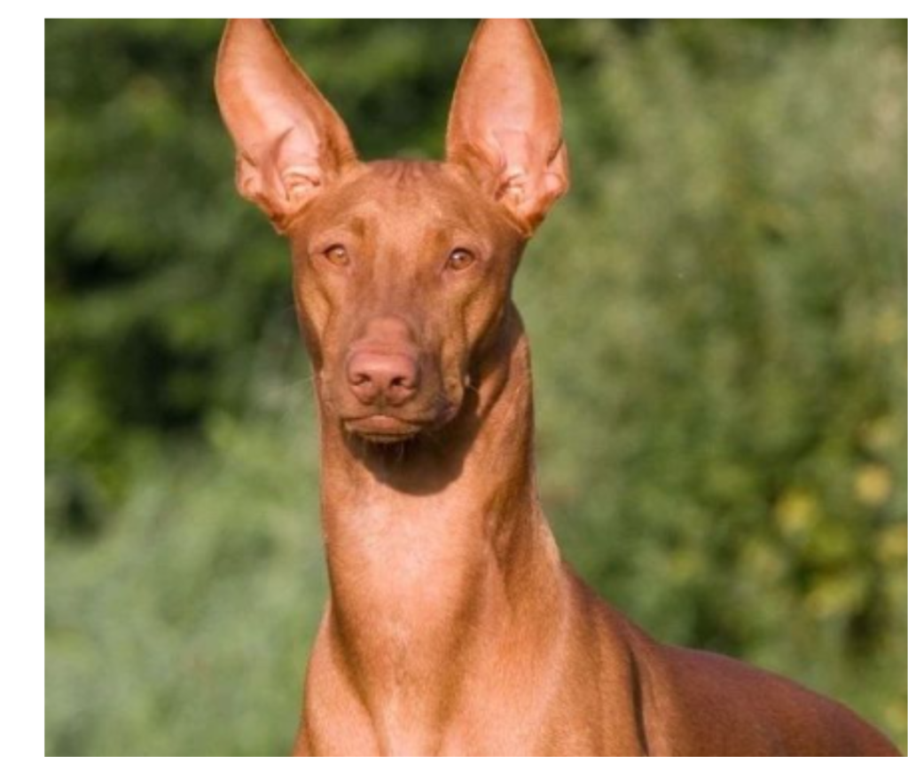 Pharaoh Hound