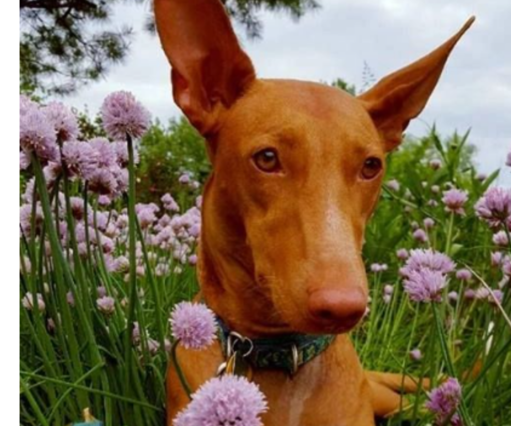 Pharaoh Hound