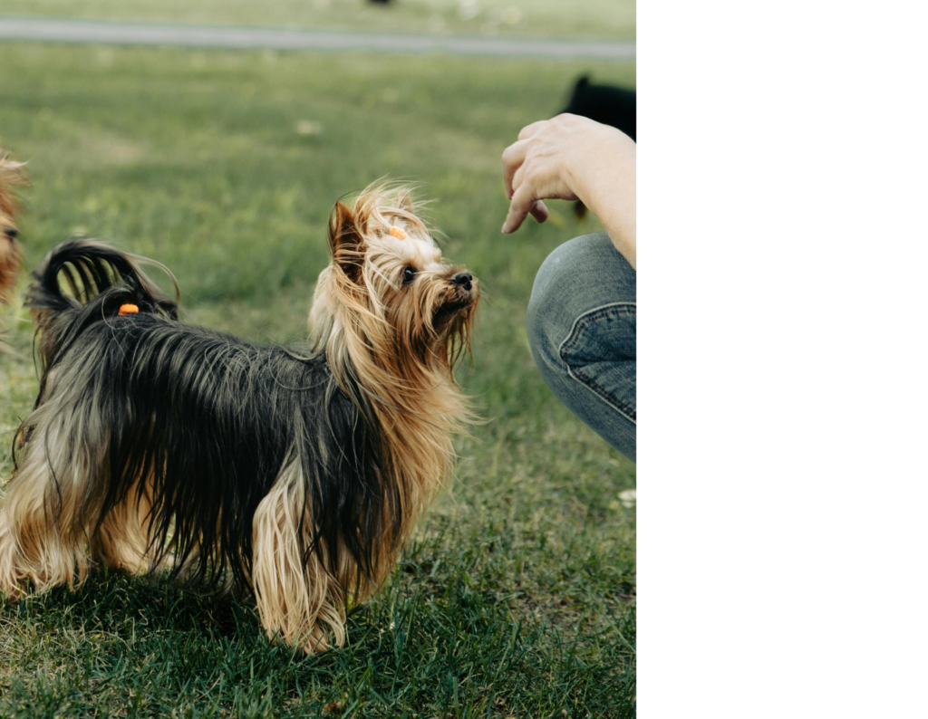 Silky Terrier