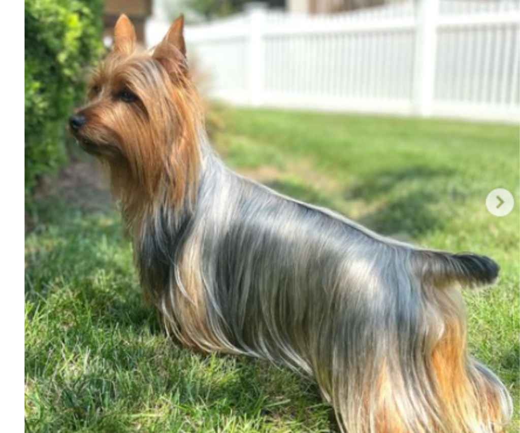 Silky Terrier