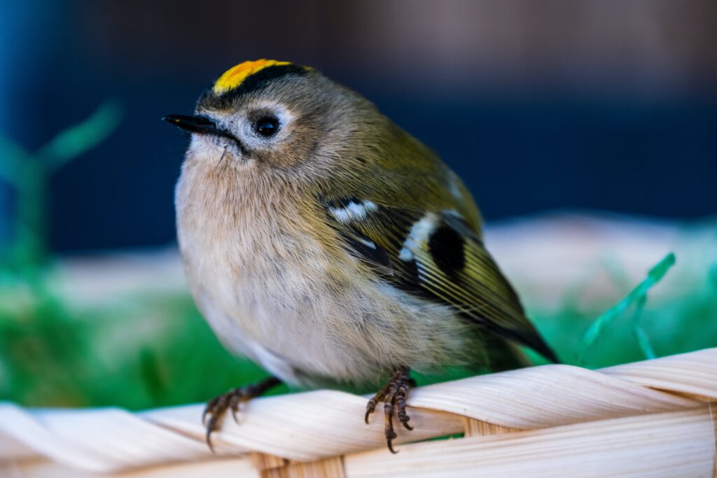 small bird 