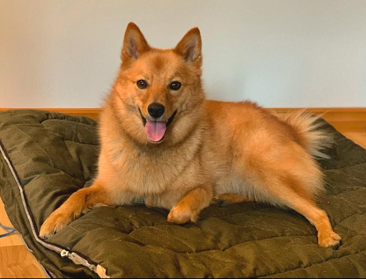 Finnish Spitz