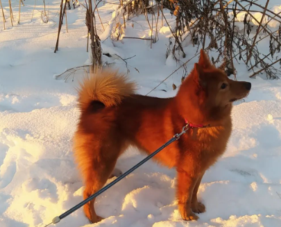 Finnish Spitz