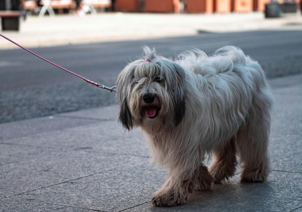 Polish Lowland Sheepdog