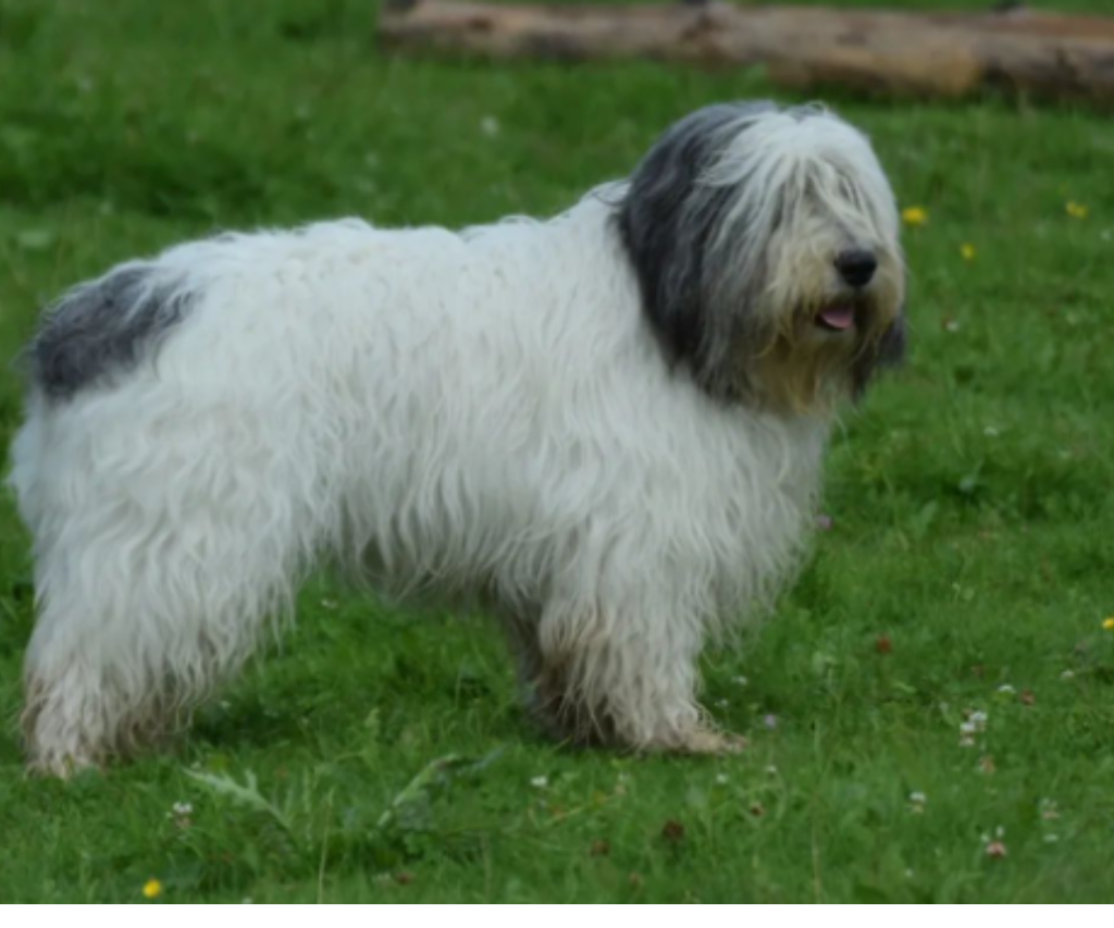 Polish Lowland Sheepdog