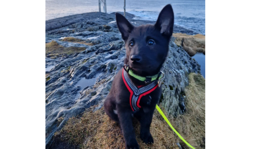  Black Norwegian Elkhound 